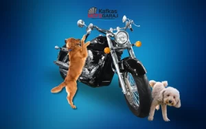 Motosikletinizden Köpekleri Nasıl Uzak Tutabilirsiniz - Kafkas Garaj